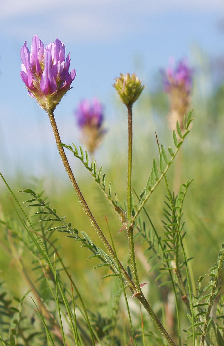 Изображение особи Astragalus onobrychis.