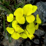 Erysimum meyerianum