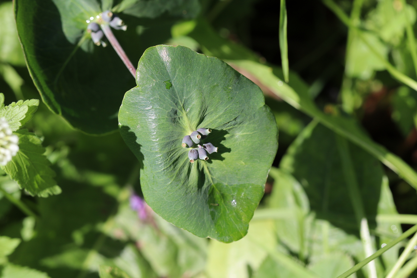 Изображение особи Lonicera caprifolium.