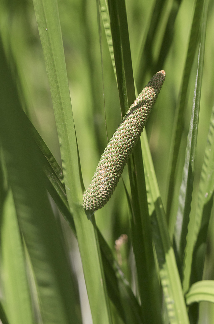 Изображение особи Acorus calamus.