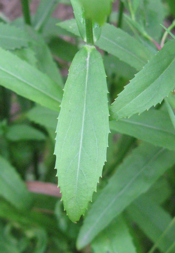 Image of Physostegia virginiana specimen.