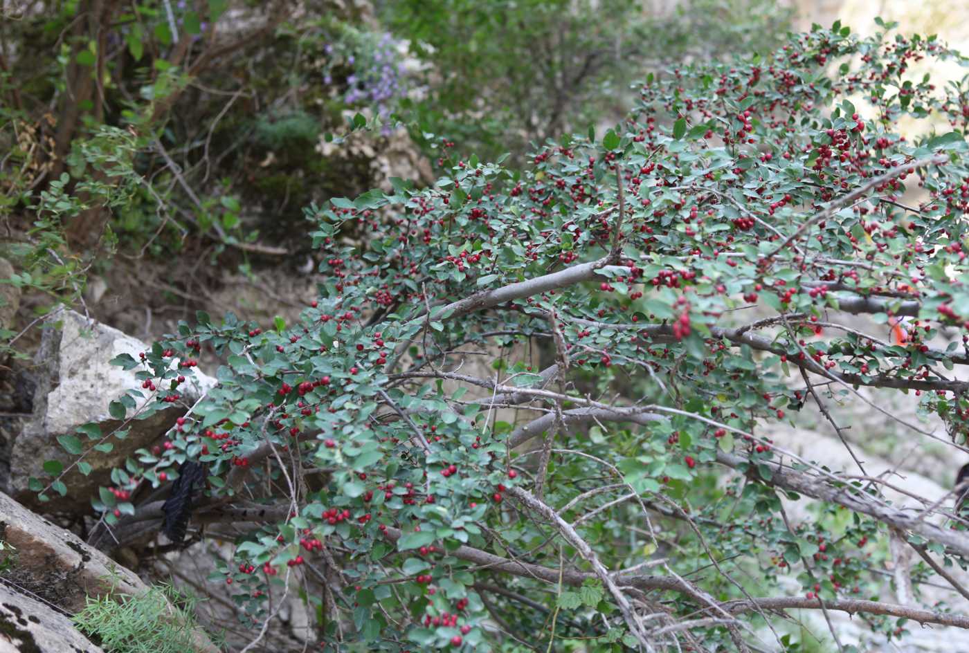 Image of Cotoneaster integerrimus specimen.