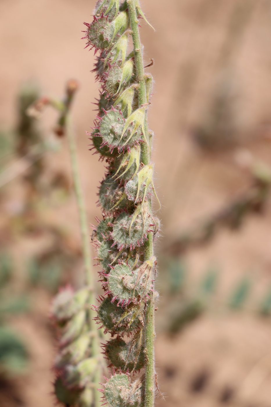 Image of Onobrychis chorassanica specimen.