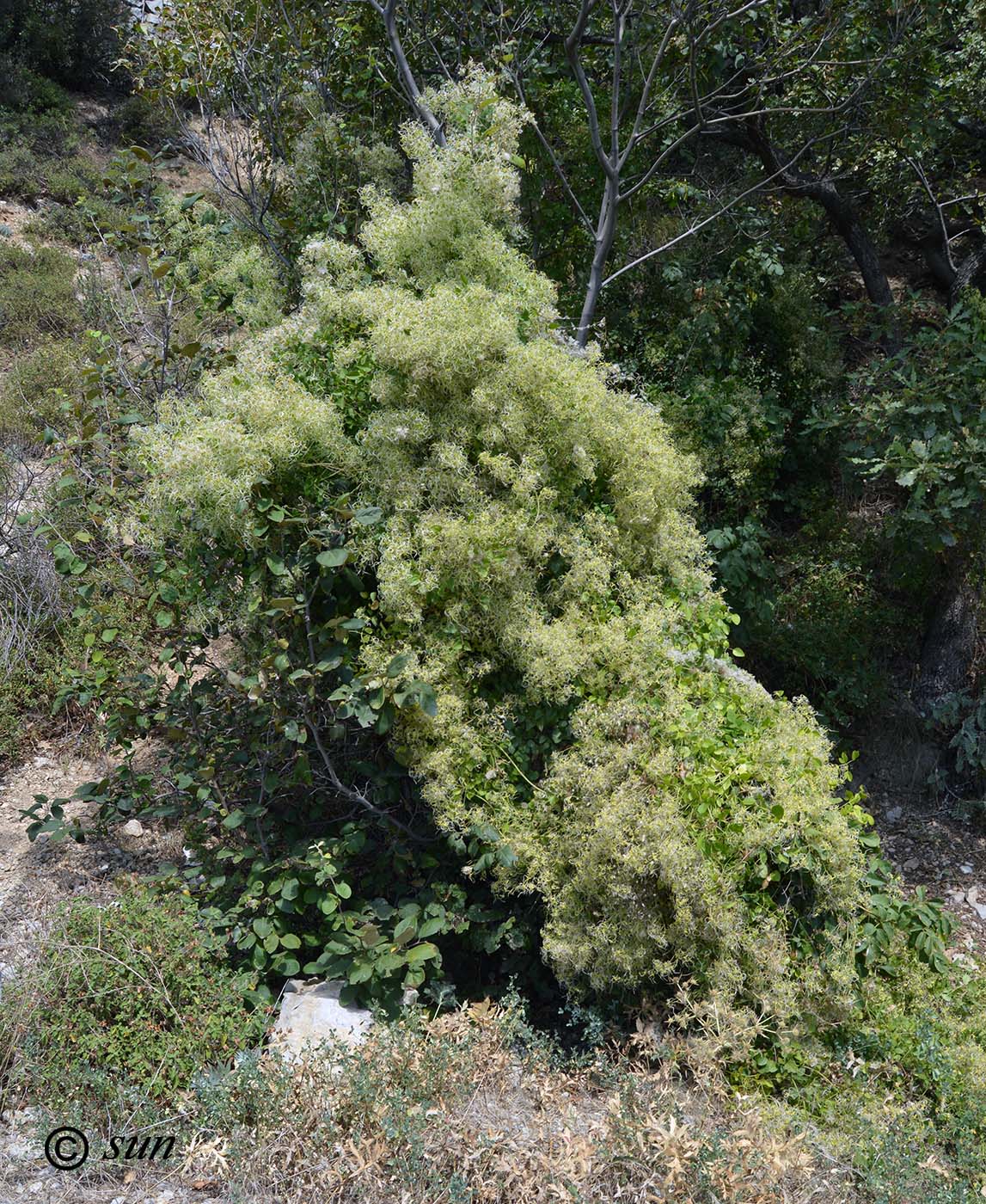 Image of Clematis vitalba specimen.