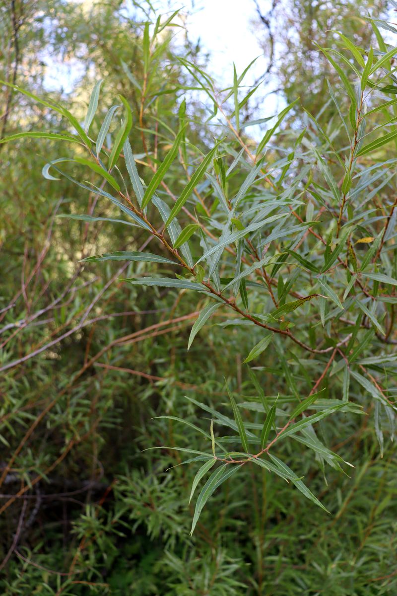 Image of genus Salix specimen.