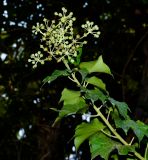 Hedera helix