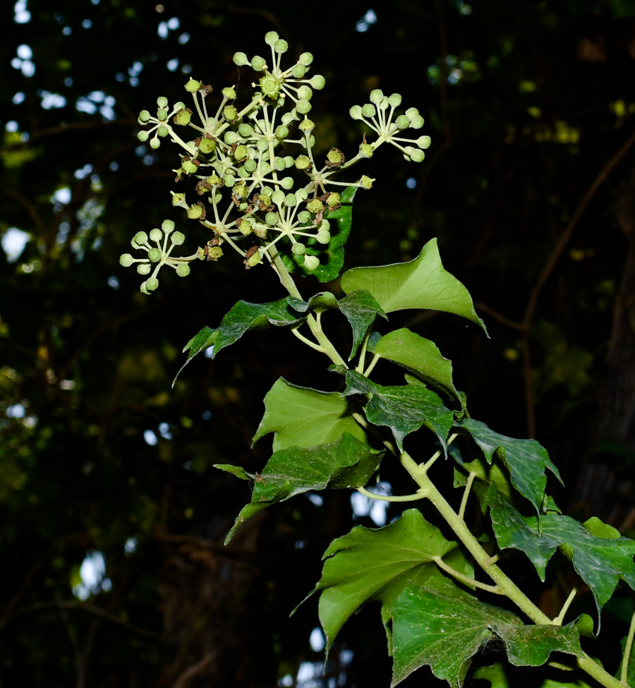 Изображение особи Hedera helix.