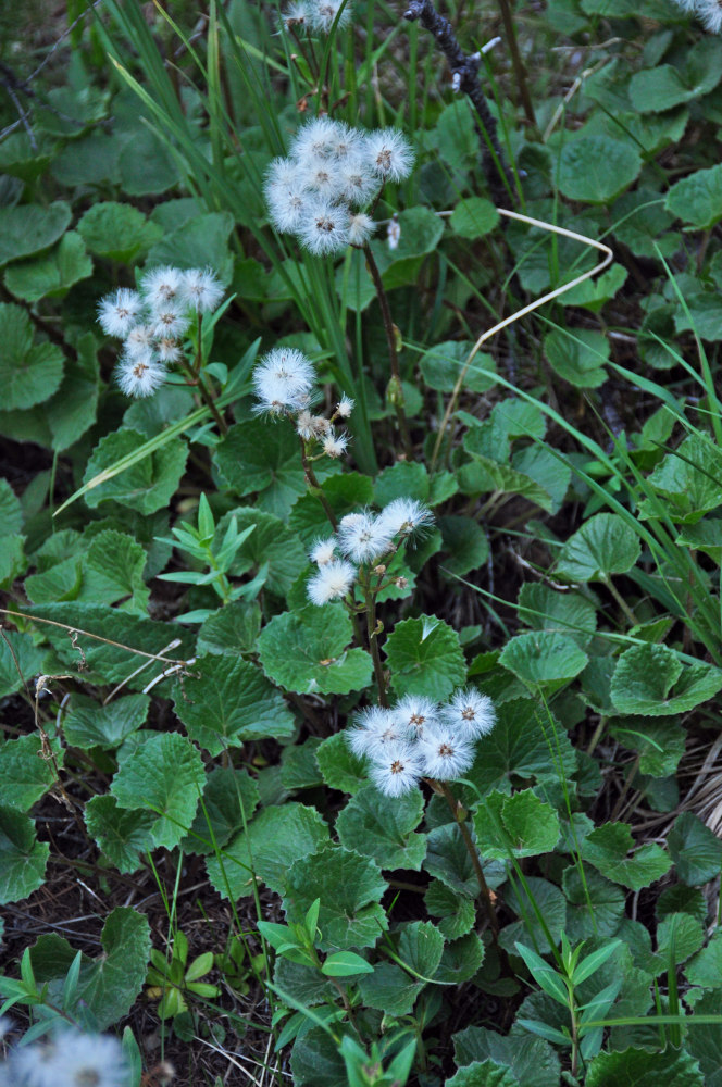 Image of Petasites rubellus specimen.