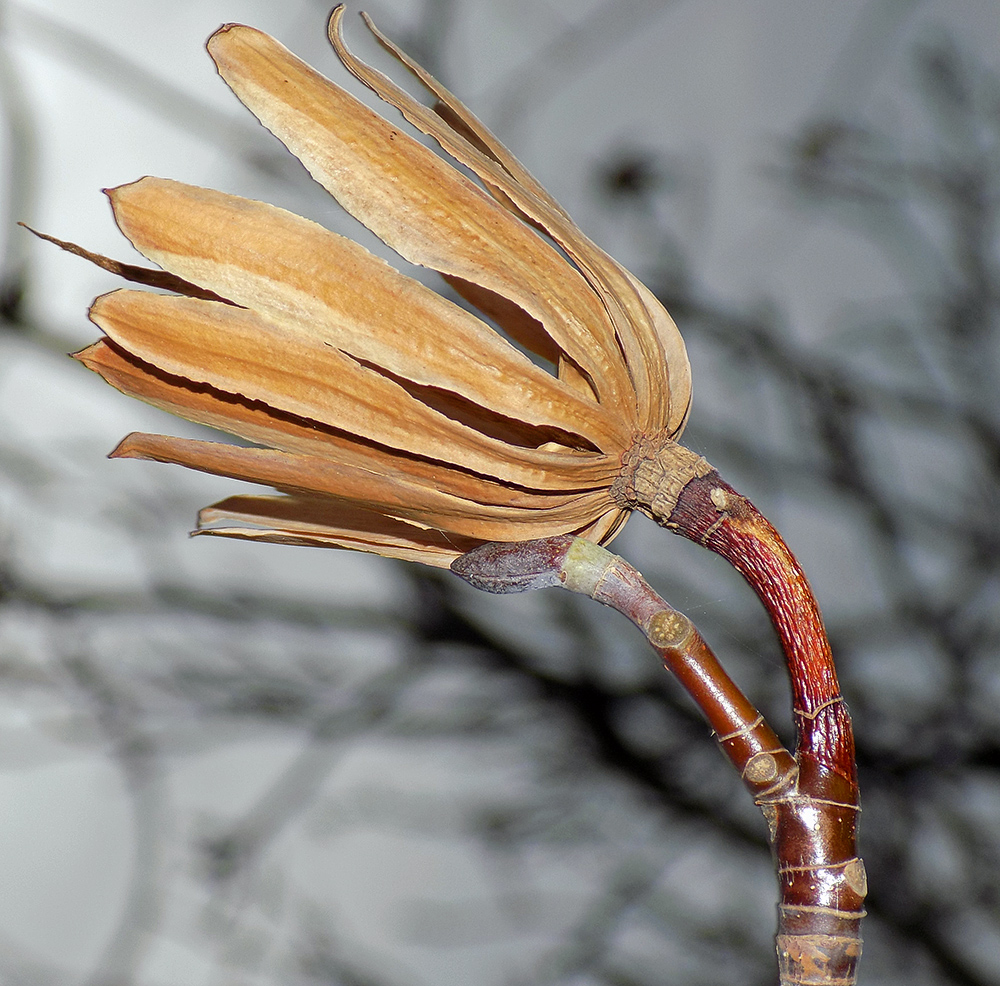 Image of Liriodendron tulipifera specimen.