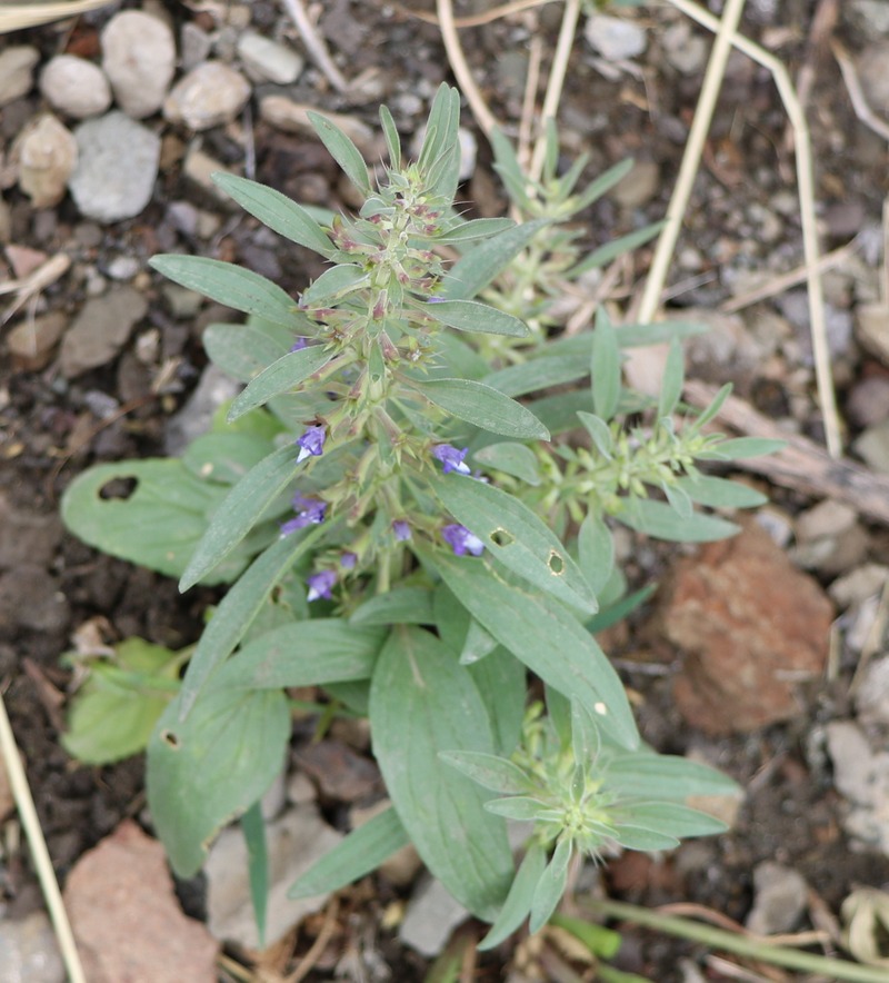 Image of Lallemantia iberica specimen.