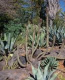 Cleistocactus baumannii