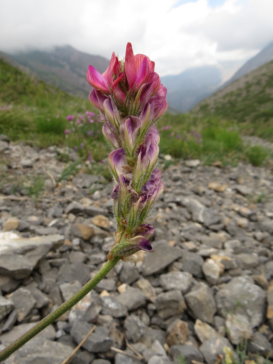 Изображение особи Hedysarum talassicum.