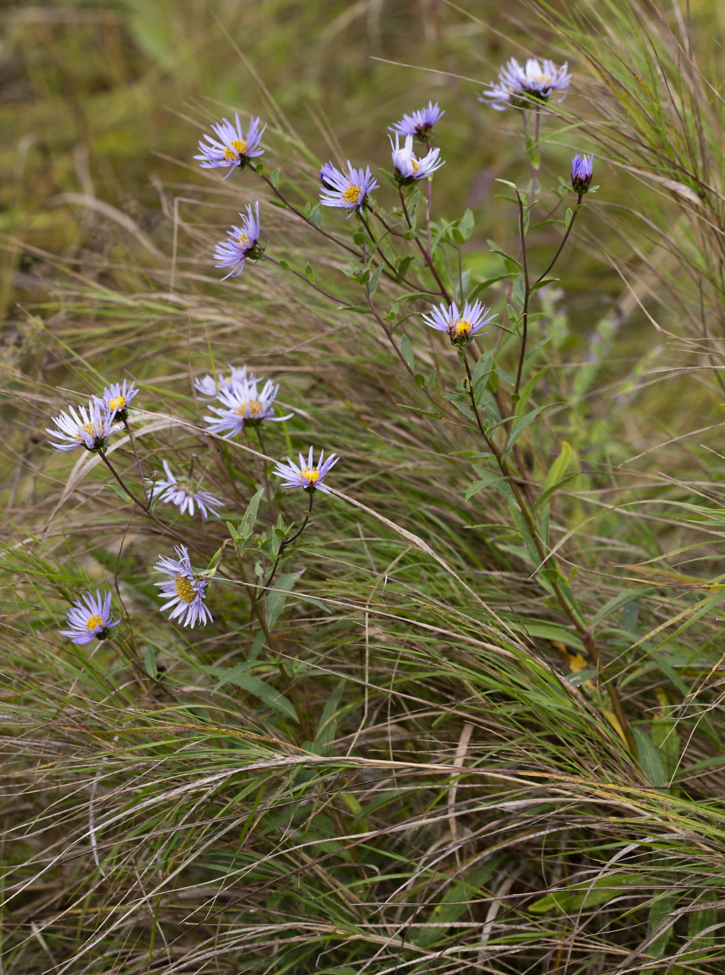 Image of Aster maackii specimen.
