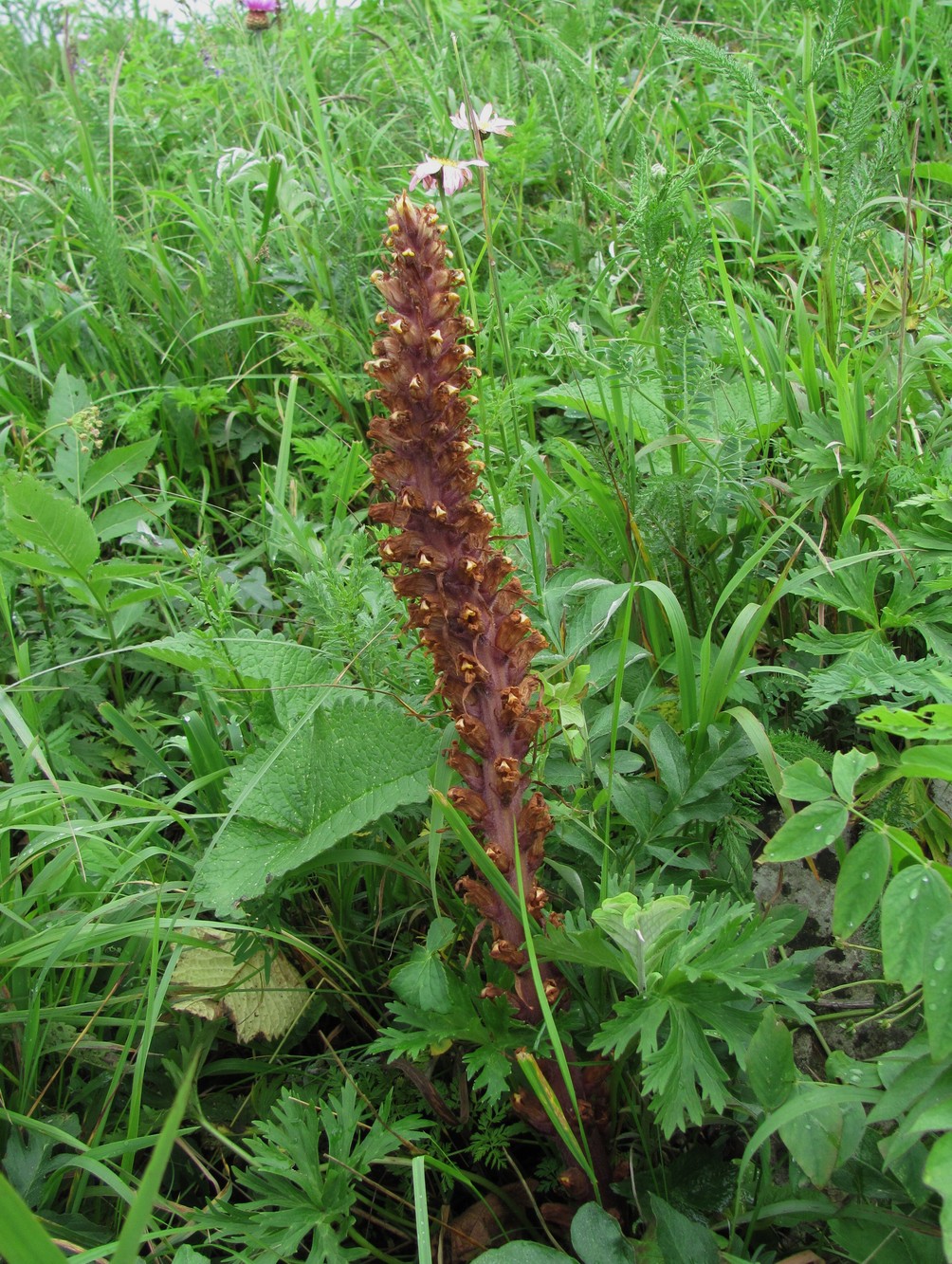Image of genus Orobanche specimen.