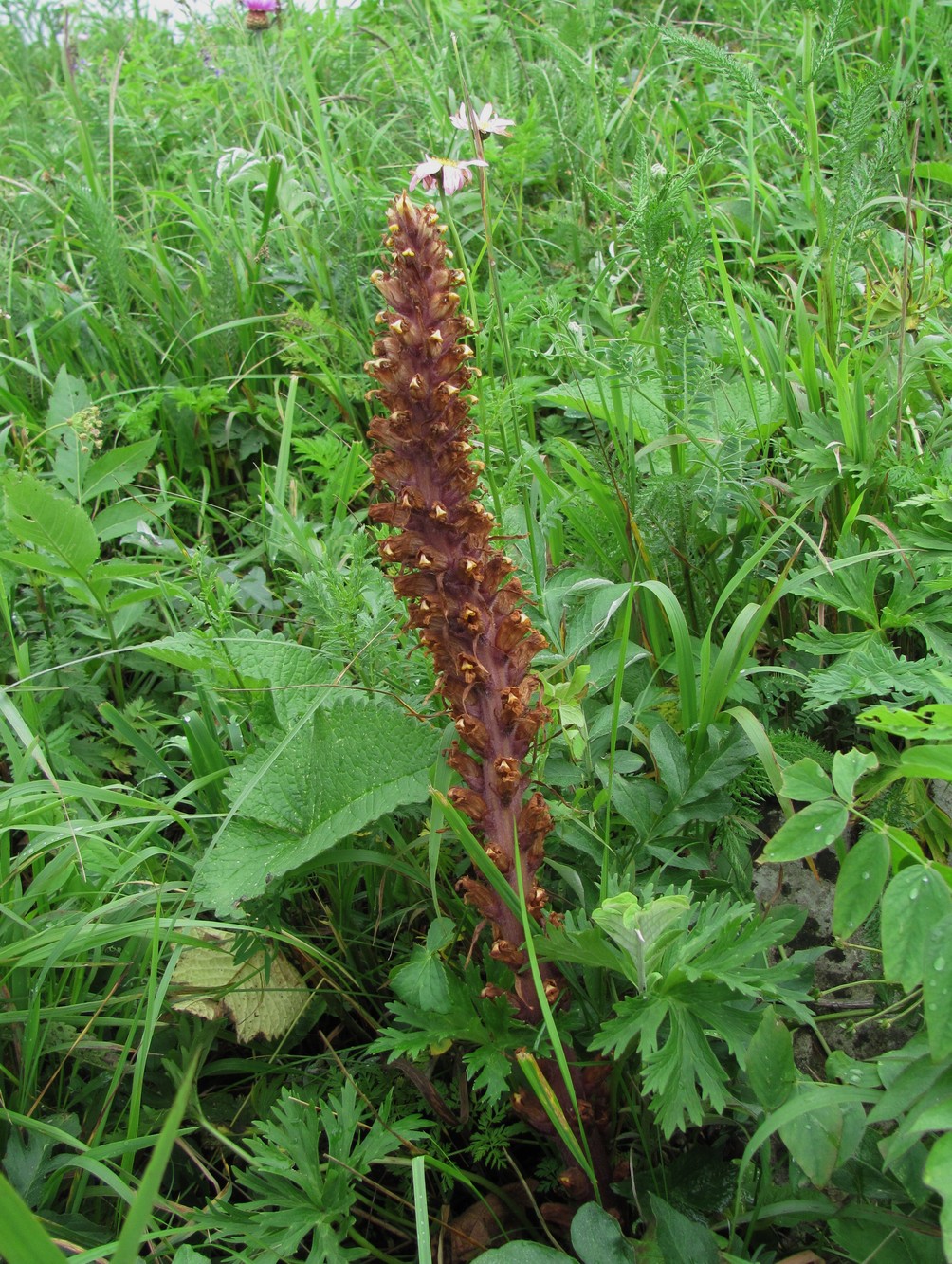 Image of genus Orobanche specimen.