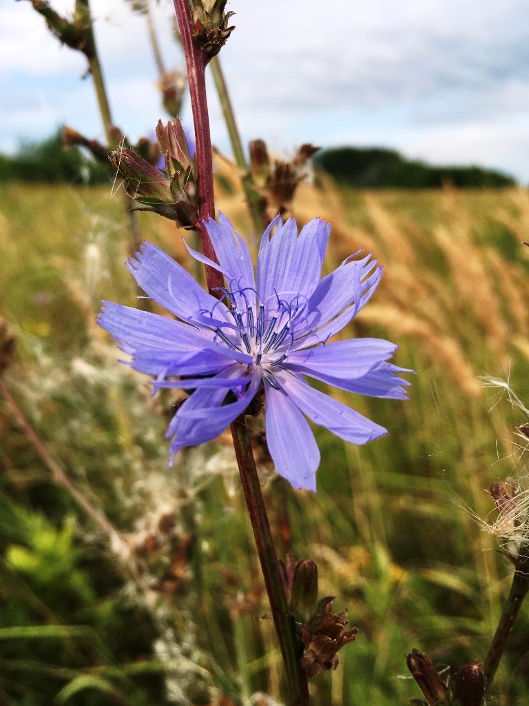 Image of Cichorium intybus specimen.