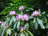 Rhododendron ponticum