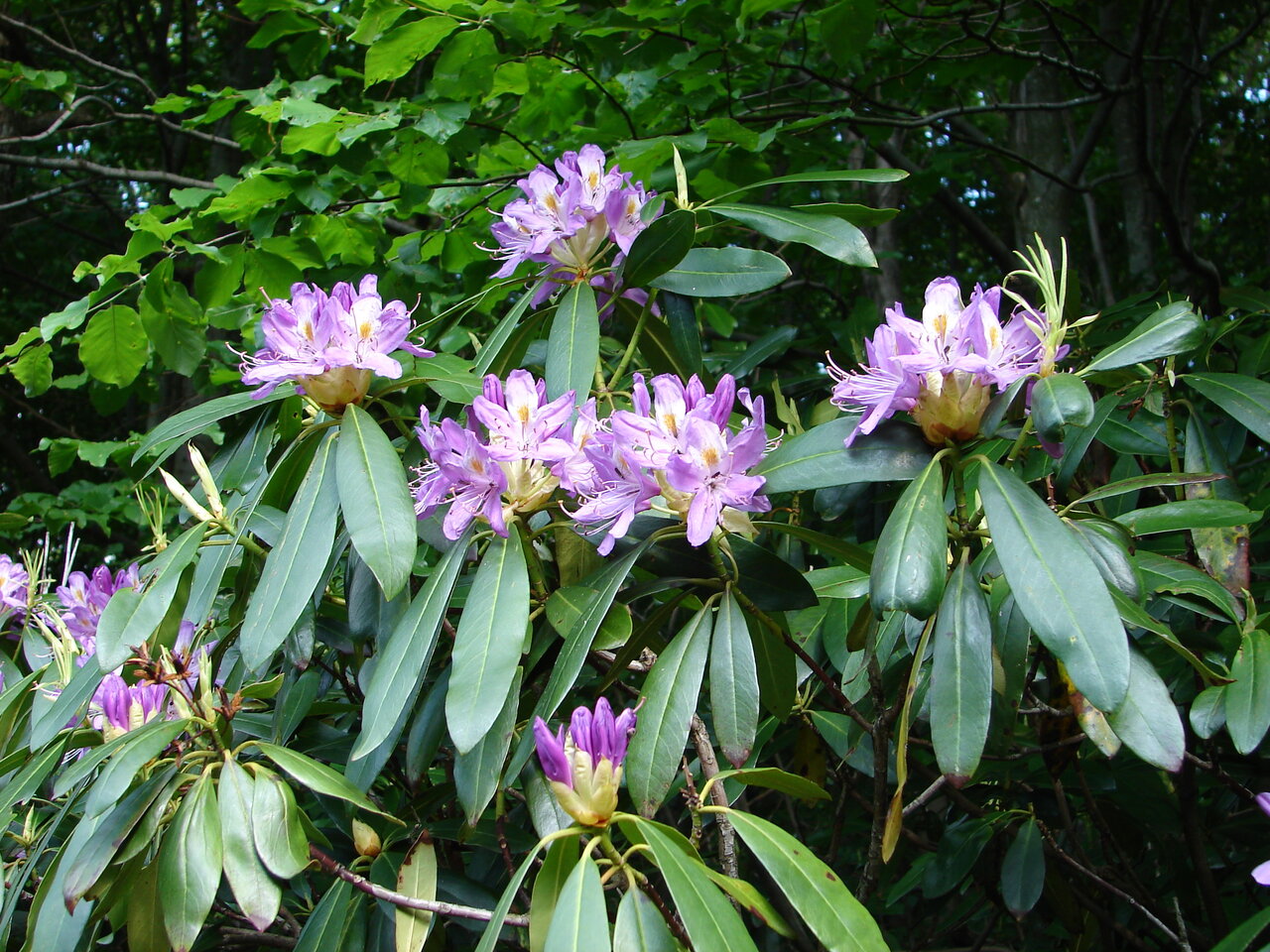 Image of Rhododendron ponticum specimen.