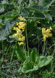 Primula macrocalyx