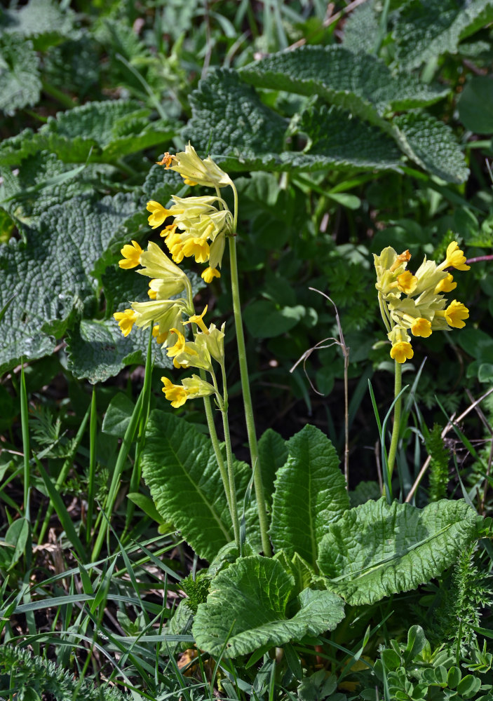 Изображение особи Primula macrocalyx.