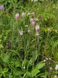 Plantago urvillei