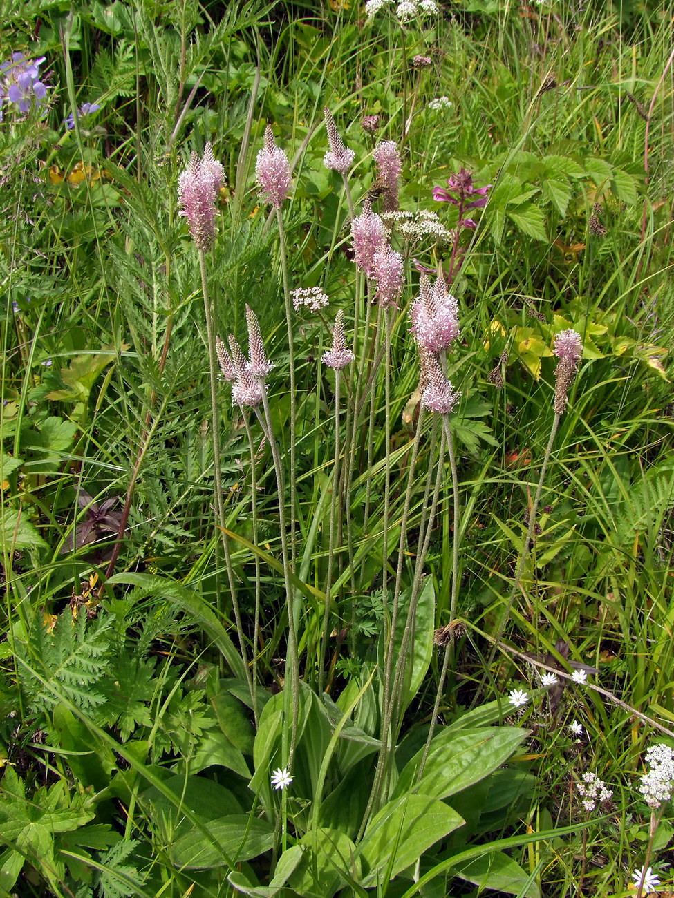 Изображение особи Plantago urvillei.