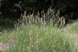 Carex tomentosa