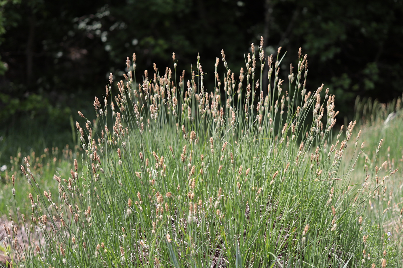 Image of Carex tomentosa specimen.