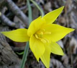 Tulipa biebersteiniana