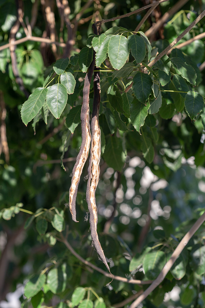 Image of Tabebuia impetiginosa specimen.