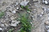 Plantago atrata