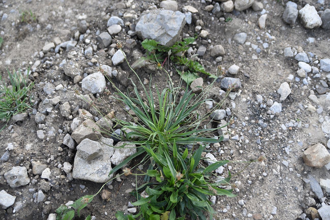 Изображение особи Plantago atrata.