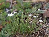 Minuartia macrocarpa