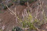 Perovskia angustifolia