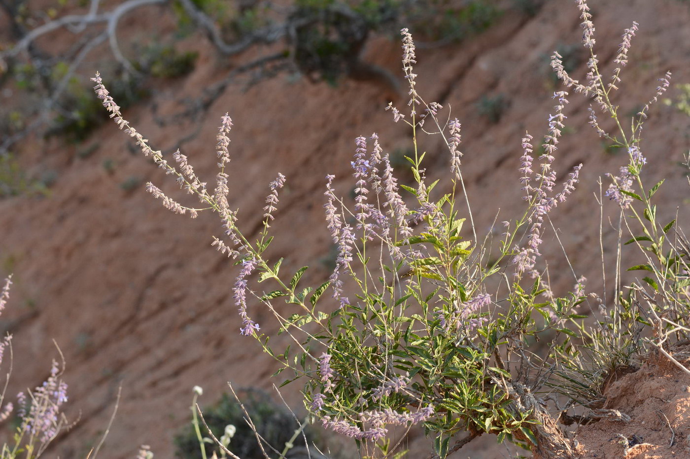 Image of Perovskia angustifolia specimen.