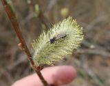 Salix viminalis