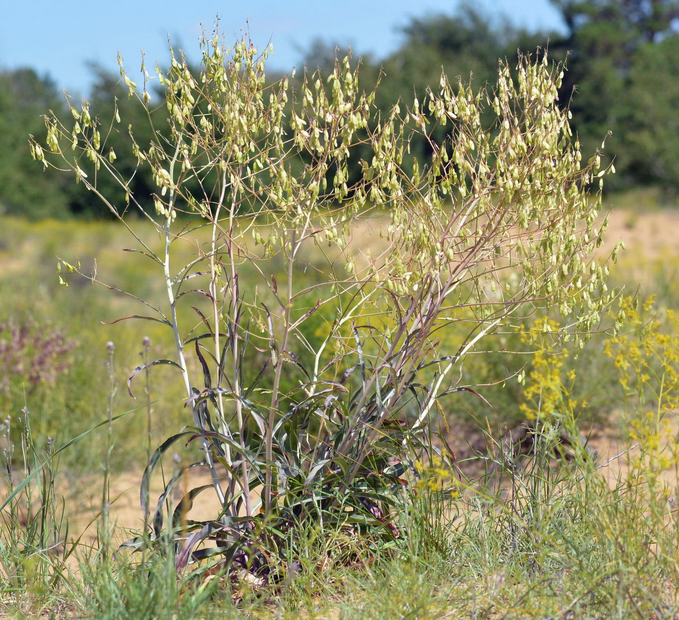 Image of genus Isatis specimen.