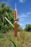 Typha &times; glauca