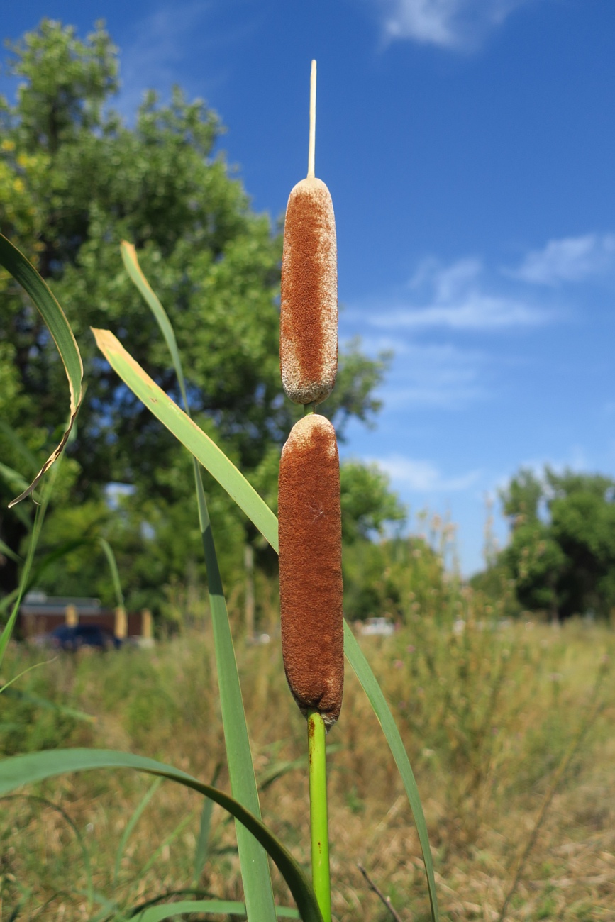 Изображение особи Typha &times; glauca.