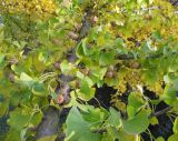 Ginkgo biloba. Ветвь с \"плодами\". Симферополь, ботсад университета. 29 октября 2008 г.