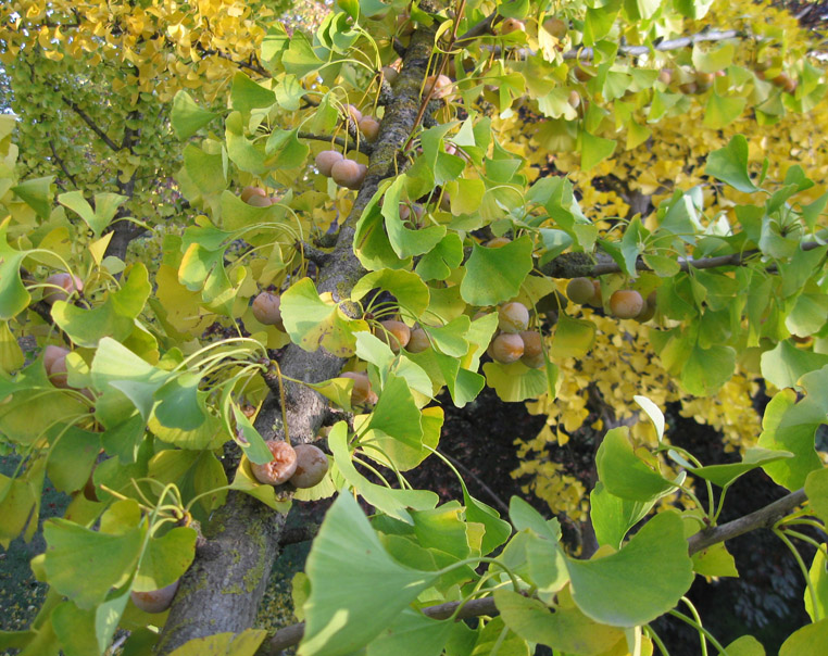 Image of Ginkgo biloba specimen.
