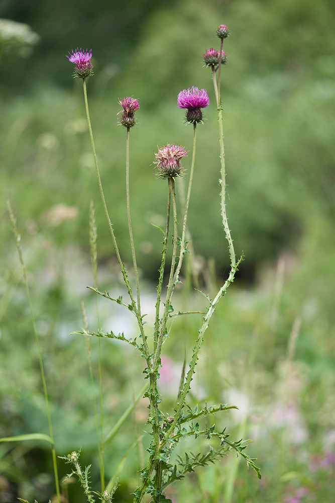 Изображение особи Carduus adpressus.