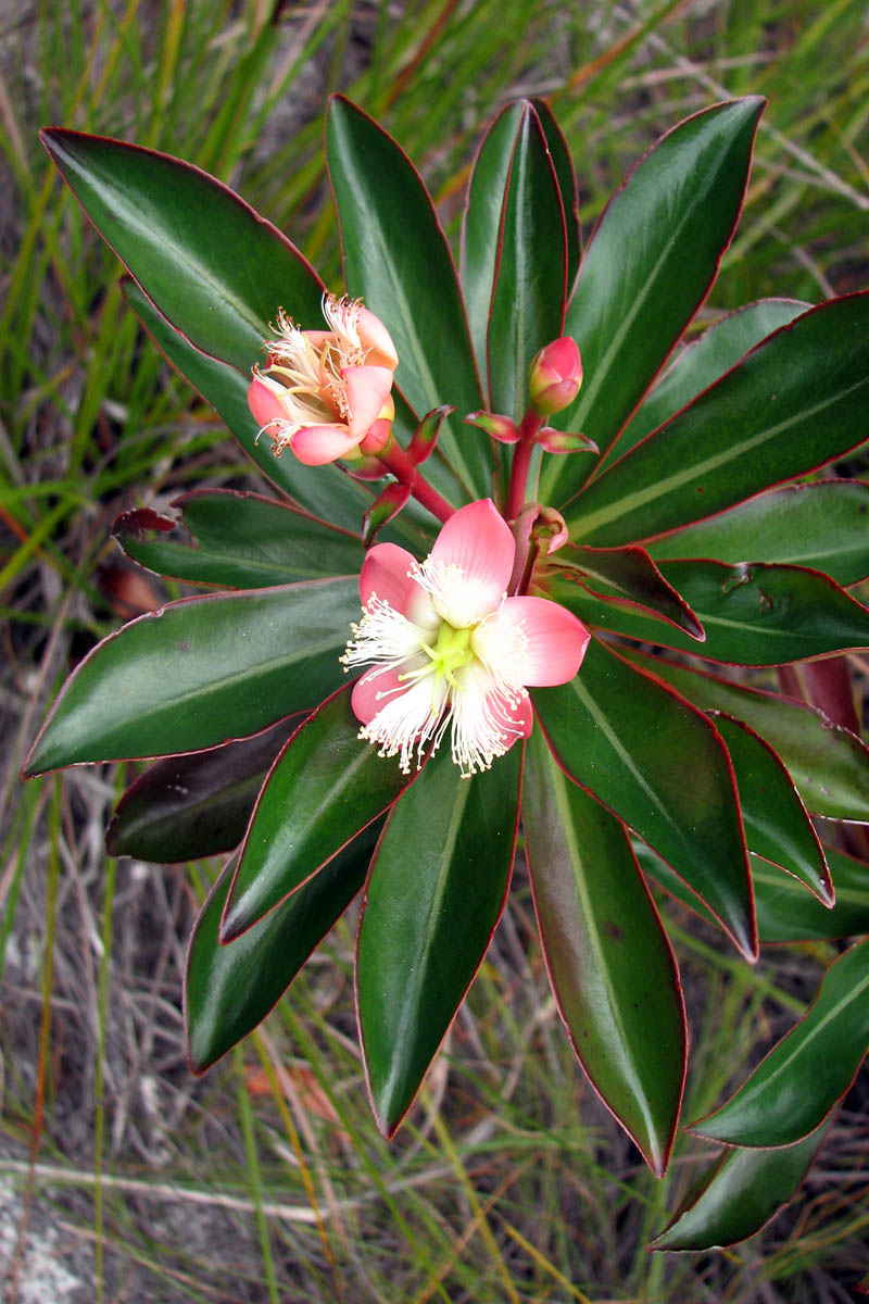 Изображение особи Ploiarium alternifolium.