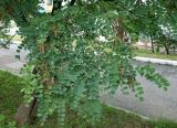 род Robinia