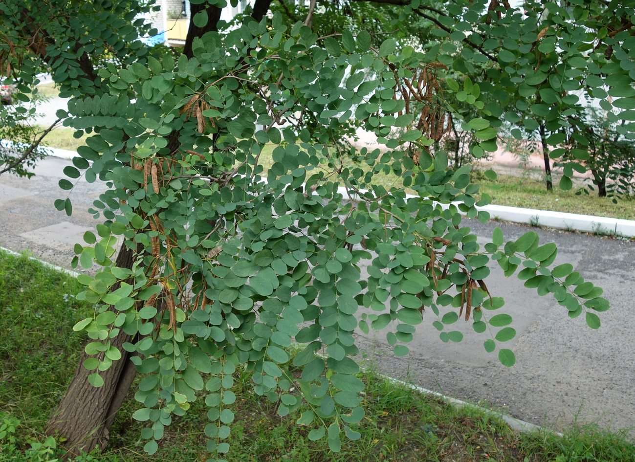 Image of genus Robinia specimen.