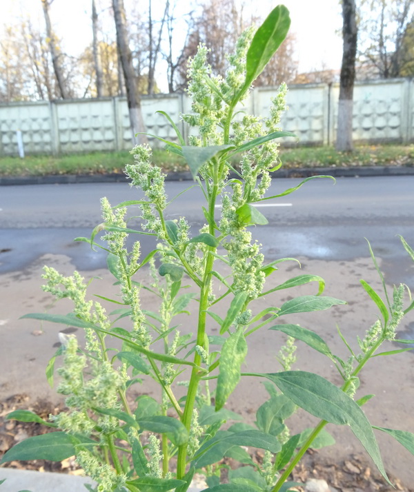 Image of genus Chenopodium specimen.