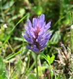 Astragalus adsurgens. Соцветие. Иркутская обл., Слюдянский р-н, берег р. Слюдянка, разнотравный луг. 01.08.2022.