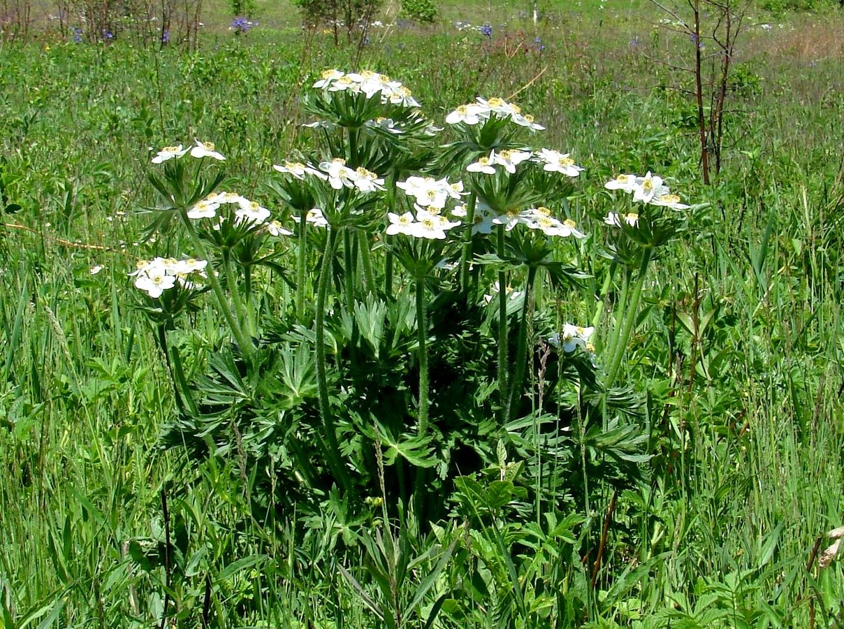 Image of Anemonastrum crinitum specimen.