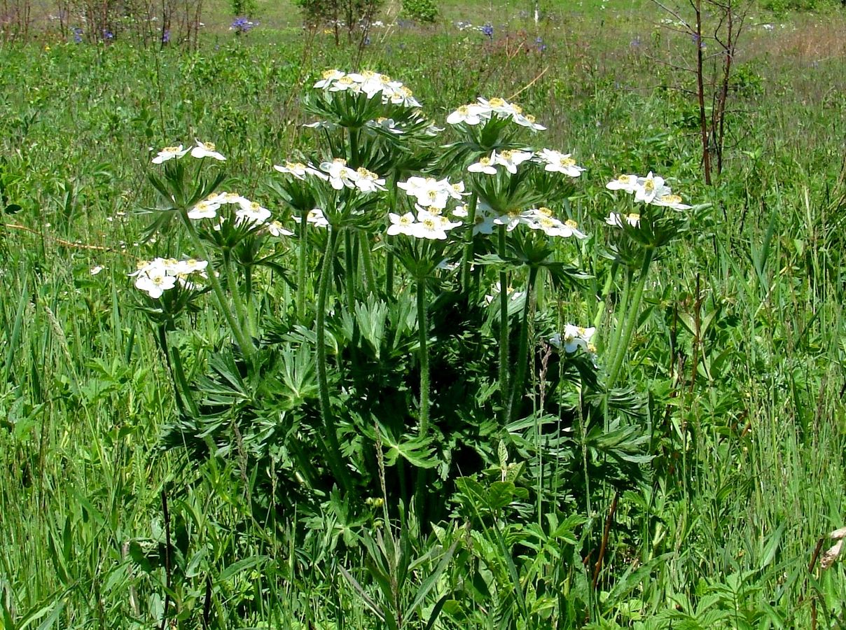 Изображение особи Anemonastrum crinitum.