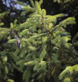 genus Picea